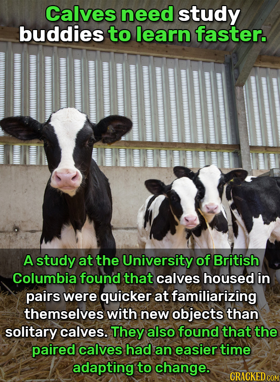 Calves need study buddies to learn faster. A study at the University of British Columbia found that calves housed in pairs were quicker at familiarizi