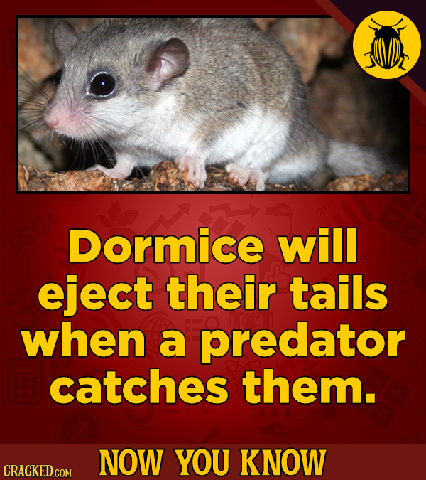 Dormice will eject their tails when a predator catches them. NOW YOU KNOW CRACKED COM