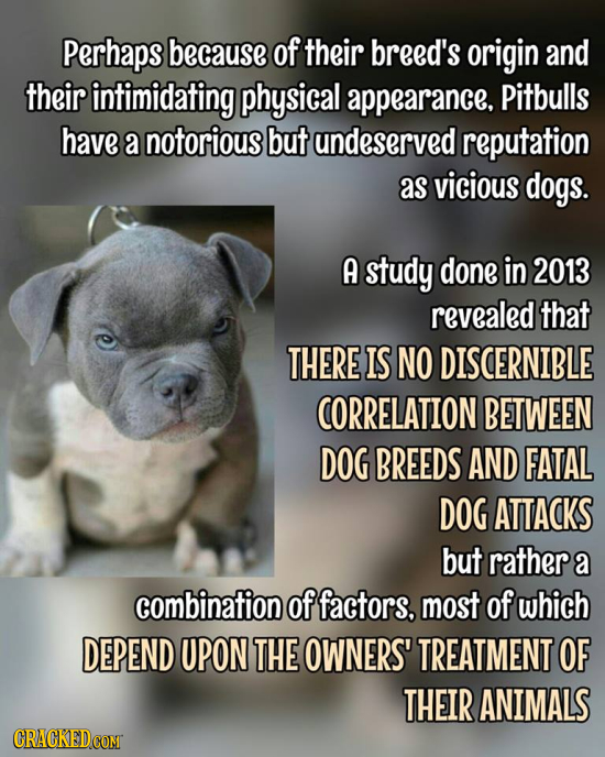 Perhaps because of their breed's origin and their intimidating physical appearance. Pitbulls have a notorious but undeserved reputation as vicious dog
