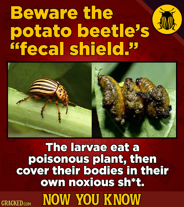 Beware the potato beetle's fecal shield. The larvae eat a poisonous plant, then cover their bodies in their own noxious sh*t. NOW YOU KNOW CRACKED C