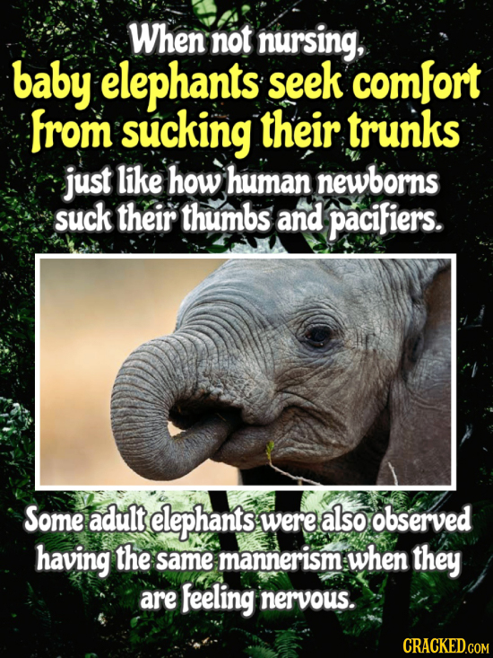 When not nursing, baby elephants seek comfort from sucking their trunks just like how human newborns suck their thumbs and pacifiers. Some adult eleph