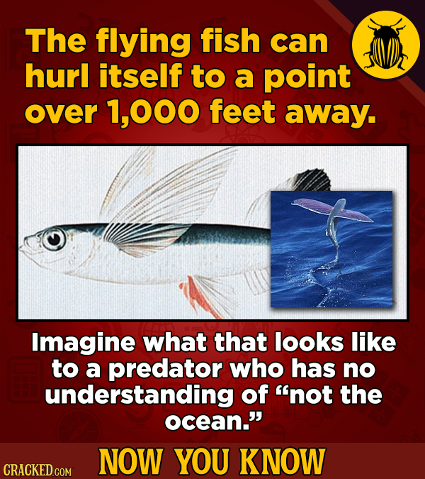The flying fish can hurl itself to a point over 1,000 feet away. Imagine what that looks like to a predator who has no understanding of not the ocean