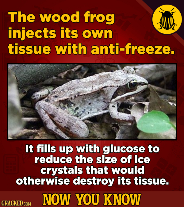 The wood frog injects its own tissue with anti-freeze. It fills up with glucose to reduce the size of ice crystals that would otherwise destroy its ti