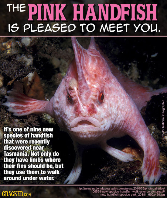 THE PINK HANDFISH IS PLEASED TO MEET you. Geographic It's one of nine new National species of handfish that were recently Photo: discovered near Tasma