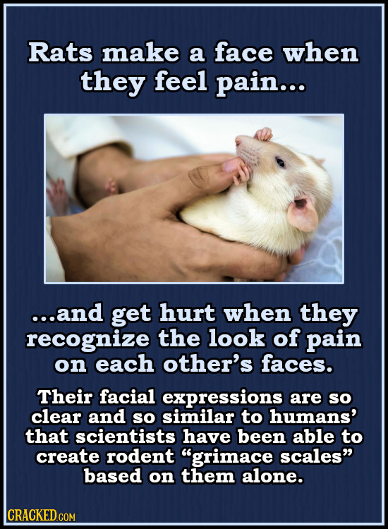 Rats make a face when they feel pain... ...and get hurt when they recognize the look of pain on each other's faces. Their facial expressions are SO cl