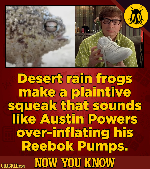 Desert rain frogs make a plaintive squeak that sounds like Austin Powers over-inflating his Reebok Pumps. NOW YOU KNOW CRACKED COM