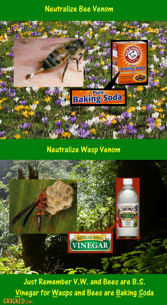 Neutralize Bee Venom HAMA Pure Baking Soda Pure Baking Soda Neutralize Wasp Venom HEINZ VINEGAR DISTILLED WHITE VINEGAR Just Remember V.W. and Bees ar