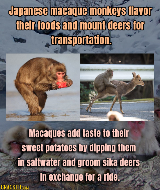 Japanese macaque monkeys flavor their foods and mount deers for transportation. Macaques add taste to their sweet potatoes by dipping them in saltwate