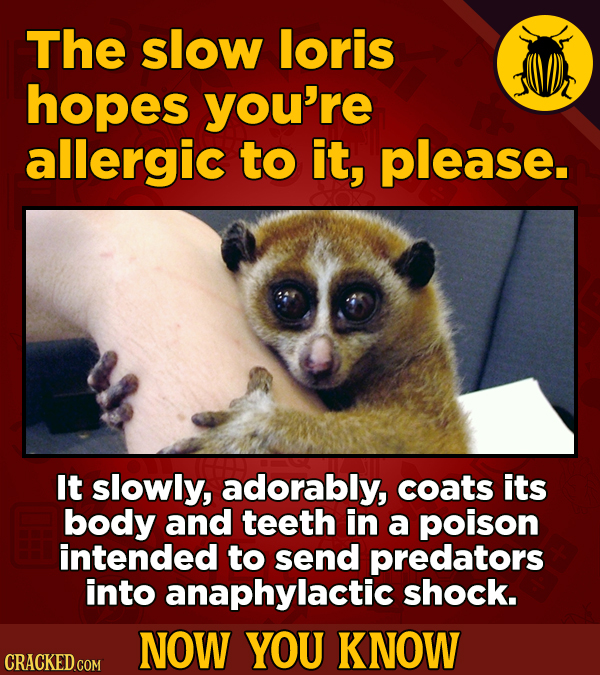 The slow loris hopes you're allergic to it, please. It slowly, adorably, coats its body and teeth in a poison intended to send predators into anaphyla