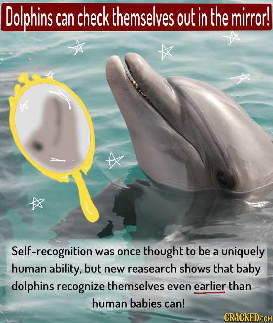Dolphins check themselves can out in the mirror! Self-recognition was once thought to be a uniquely human ability, but new reasearch shows that baby d