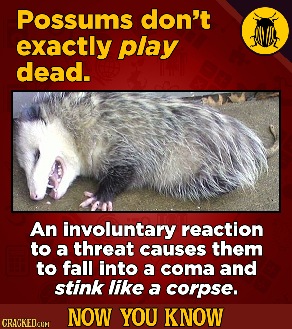Possums don't exactly play dead. An involuntary reaction to a threat causes them to fall into a coma and stink like a corpse. NOW YOU KNOW CRACKED COM