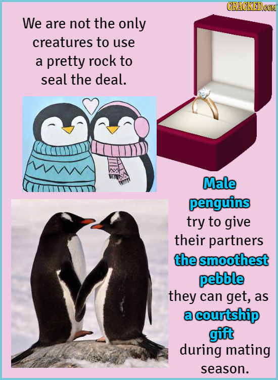 We are not the only creatures to use a pretty rock to seal the deal. Male penguins try to give their partners the smoothest pebble they can get, as a