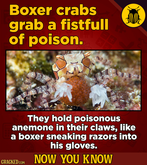 Boxer crabs grab a fistfull of poison. They hold poisonous anemone in their claws, like a boxer sneaking razors into his gloves. NOW YOU KNOW CRACKED