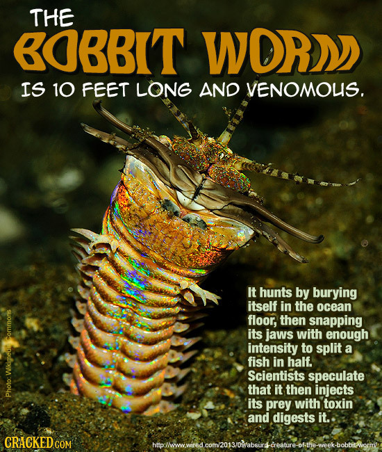 THE OBBIT WORA IS 10 FEET LONG AND VENOMOUS. It hunts by burying itself in the ocean floor, then snapping its jaws with enough intensity to split a fi