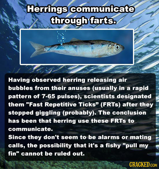 Herrings communicate through farts. Having observed herring releasing air bubbles from their anuses (usually in a rapid pattern of 7-65 pulses), scien