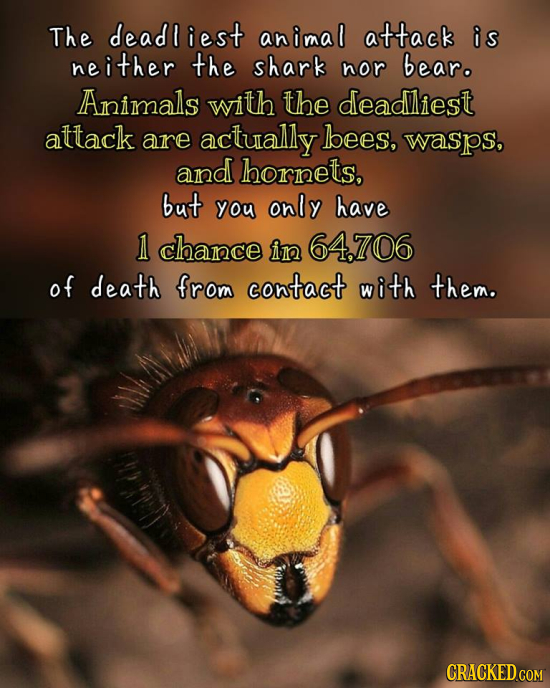 The deadliest animal attack is neither the shark nor bearo Animals with the deadliest attack are actually bees, wasps. and hornets, but you only have 