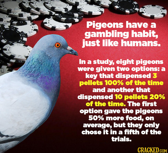 Pigeons have a gambling habit, just like humans. In a study, eight pigeons were given two options: a key that dispensed 3 pellets 100% of the time and