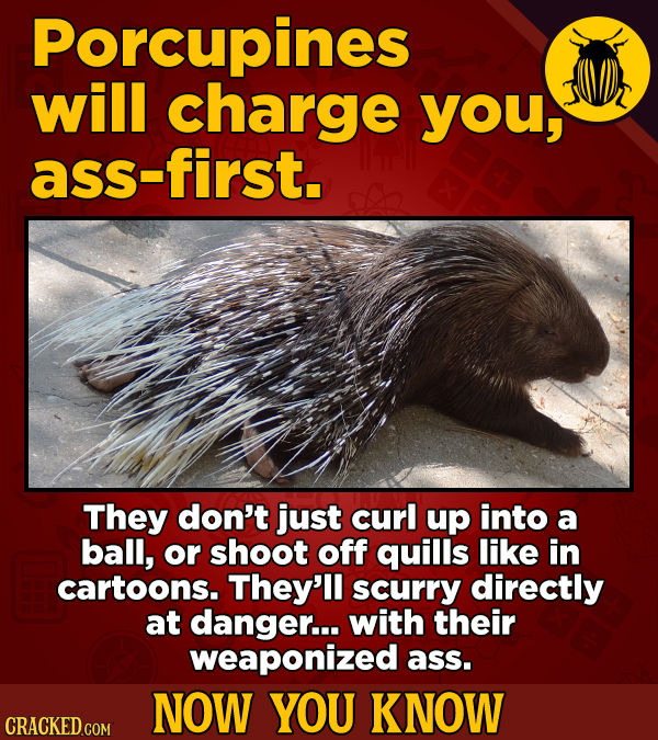 Porcupines will charge you, ass-first. They don't just curl up into a ball, or shoot off quills like in cartoons. They'll scurry directly at danger...
