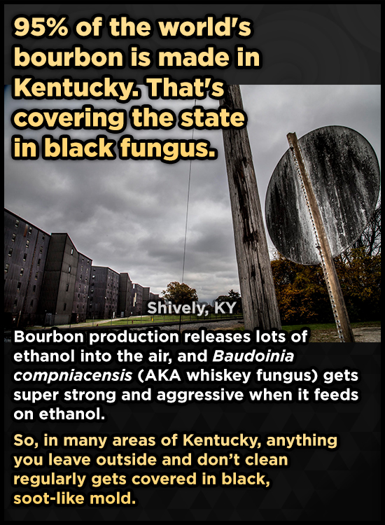95% of the world's bourbon is made in Kentucky. That's covering the state in black fungus. Shively, KY Bourbon production releases lots of ethanol int