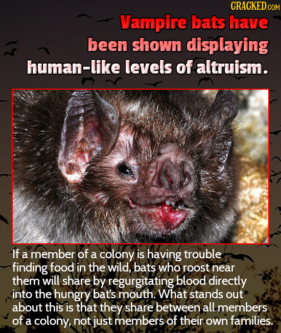 CRACKEDC COM Vampire bats have been shown displaying human-like levels of altruism. If a member of a colony is having trouble finding food in the wild