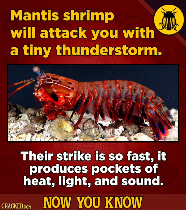 Mantis shrimp will attack you with a tiny thunderstorm. Their strike is SO fast, it produces pockets of heat, light, and sound. NOW YOU KNOW CRACKED C