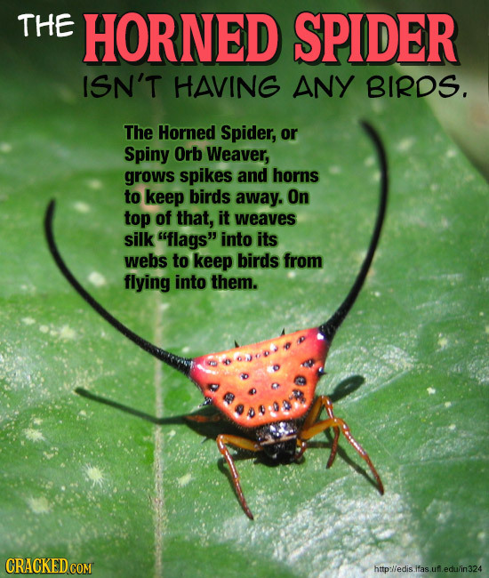 THE HORNED SPIDER ISN'T HAVING ANY BIRDS. The Horned Spider, or Spiny Orb Weaver, grows spikes and horns to keep birds away. On top of that, it weaves