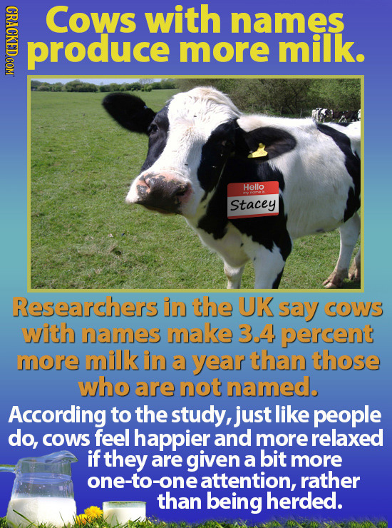 CRACKED COM Cows with names produce more milk. Hello ITTY wmTE Stacey Researchers in the UK say COWS with names make 3.4 percent more milk in a year