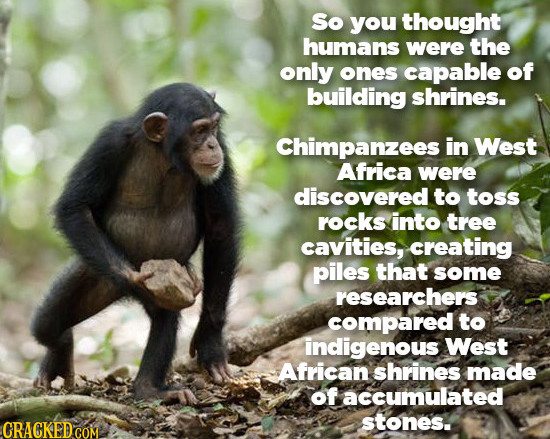 So you thought humans were the only ones capable of building shrines. Chimpanzees in West Africa were discovered to toss rocks into tree cavities, cre