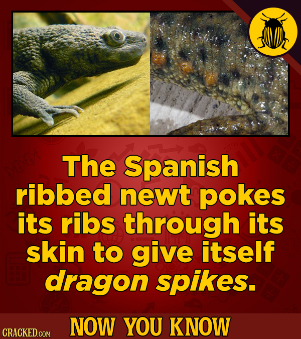 The Spanish ribbed newt pokes its ribs through its skin to give itself dragon spikes. NOW YOU KNOW CRACKED.COM