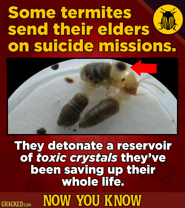 Some termites send their elders on suicide missions. They detonate a reservoir of toxic crystals they've been saving up their whole life. NOW YOU KNOW