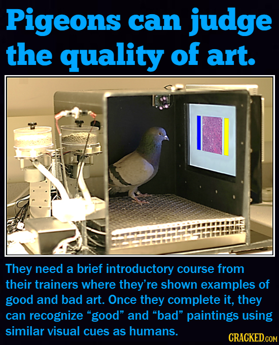 Pigeons can judge the quality of art. They need a brief introductory course from their trainers where they're shown examples of good and bad art. Once