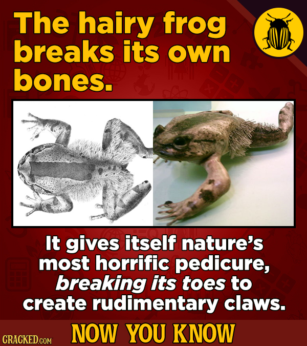The hairy frog breaks its own bones. It gives itself nature's most horrific pedicure, breaking its toes to create rudimentary claws. NOW YOU KNOW CRAC