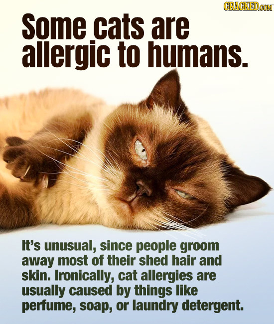 CRACKEDCON Some cats are allergic to humans. It's unusual, since people groom away most of their shed hair and skin. Ironically, cat allergies are usu