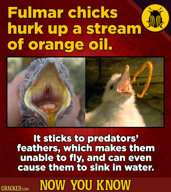 Fulmar chicks hurk up a stream of orange oil. It sticks to predators' feathers, which makes them unable to fly, and can even cause them to sink in wat