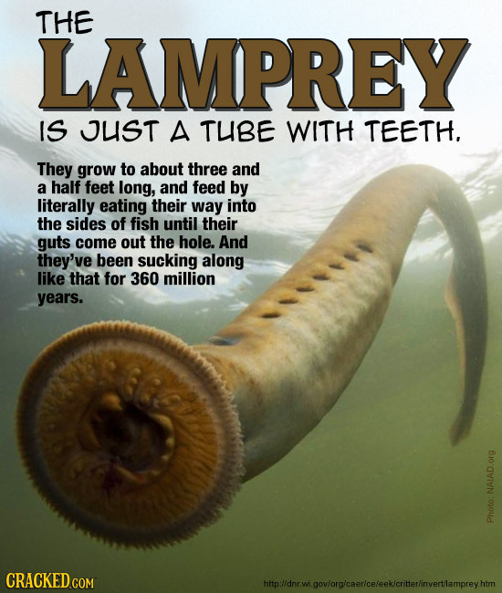 THE LAMPREY IS UST A TUBE WITH TEETH. They grow to about three and a half feet long, and feed by literally eating their way into the sides of fish unt