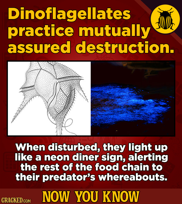 Dinoflagellates practice mutually assured destruction. When disturbed, they light up like a neon diner sign, alerting the rest of the food chain to th