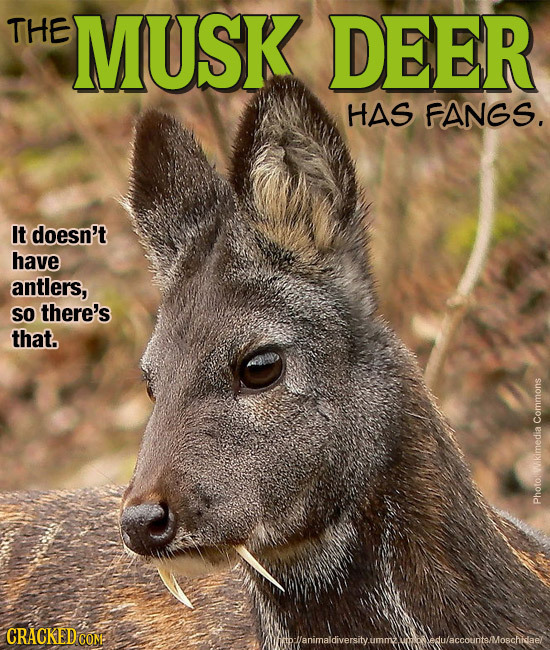 THE MUSK DEER HAS FANGS. It doesn't have antlers, SO there's that. Photoiwkimedia Commons CRACKED COM hoanimaldiversityumm wicladulaccountsmoschkael 