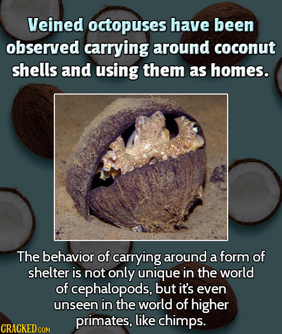 Veined octopuses have been observed carrying around coconut shells and using them as homes. The behavior of carrying around a form of shelter is not o