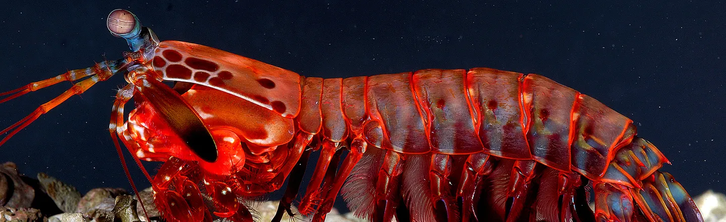 25 Freaky Now-You-Know Facts About Animal Defense Mechanisms