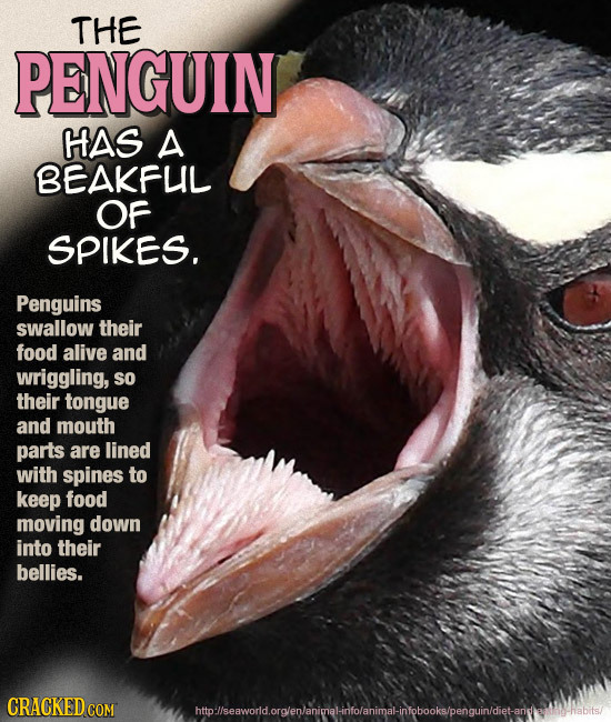 THE PENGUIN HAS A BEAKFUL OF SPIKES. Penguins swallow their food alive and wriggling, SO their tongue and mouth parts are lined with spines to keep fo
