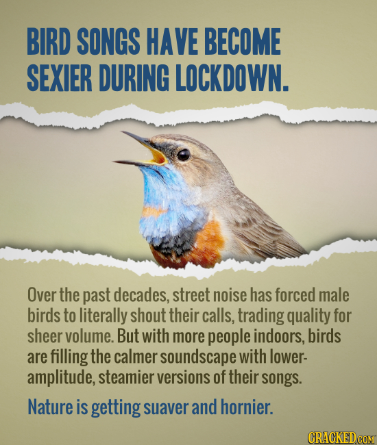 BIRD SONGS HAVE BECOME SEXIER DURING LOCKDOWN. Over the past decades, street noise has forced male birds to literally shout their calls, trading quali