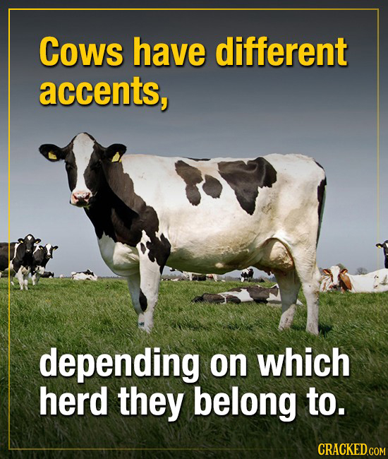 Cows have different accents, depending on which herd they belong to. CRACKED COM
