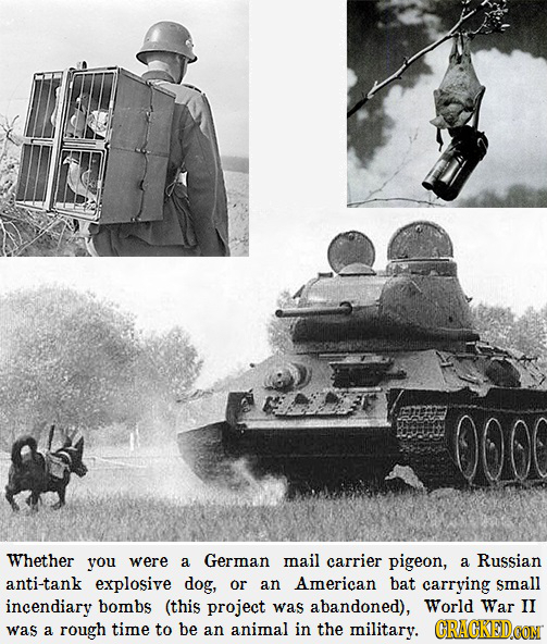 OO0G Whether you were a German mail carrier pigeon, a Russian anti-tank explosive dog, or an American bat carrying smnall incendiary bombs (this proje