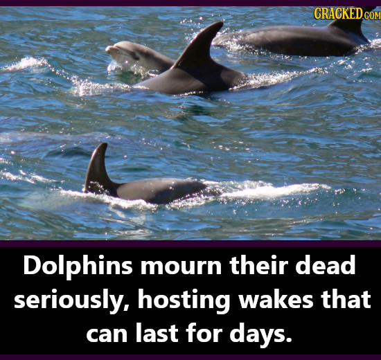 CRACKEDCO Dolphins mourn their dead seriously, hosting wakes that can last for days.