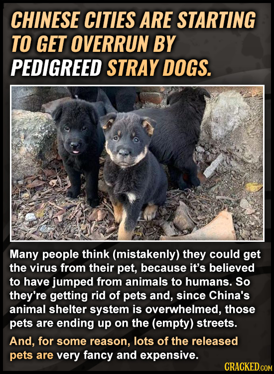 CHINESE CITIES ARE STARTING TO GET OVERRUN BY PEDIGREED STRAY DOGS. Many people think (mistakenly) they could get the virus from their pet, because it