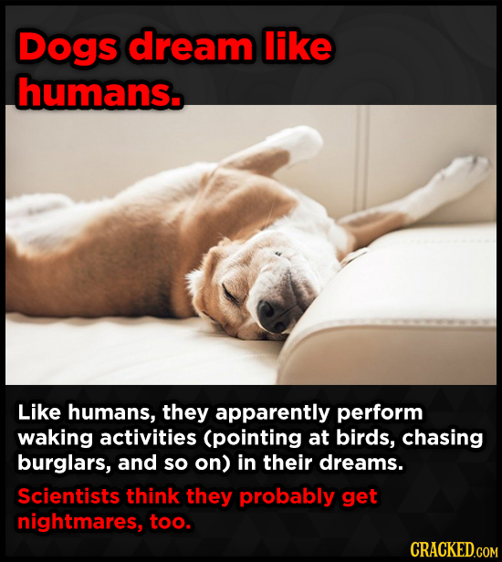 Dogs dream like humans Like humans, they apparently perform waking activities (pointing at birds, chasing burglars, and so on) in their dreams. Scient