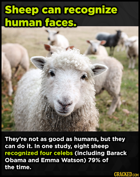 Sheep can recognize human faces.. They're not as good as humans, but they can do it. In one study, eight sheep recognized four celebs Cincluding Barac