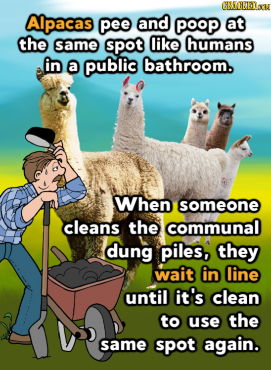 CRACKEDOON AIpacas pee and POoP At the same spot like humans in a publis bathroom. When someone cleans the communal dung piles, they wait in line unti