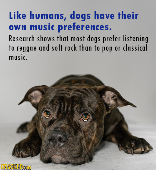 Like humans, dogs have their own music preferences. Research shows that most dogs prefer listening to reggae and soft rock than to pop or classical mu