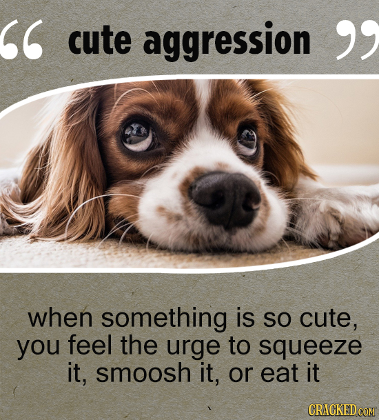 cute aggression when something is SO cute, you feel the urge to squeeze it, smoosh it, or eat it CRACKED COM